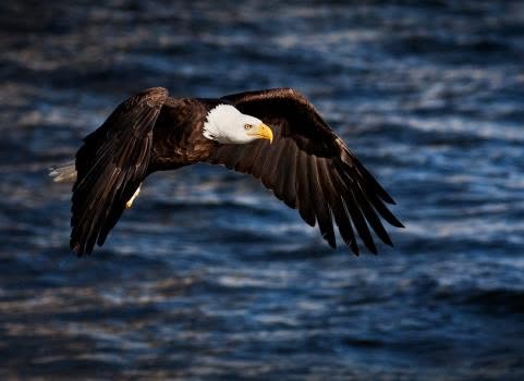 A bald eagle in flight low over open water